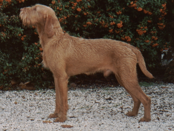 Drótszőrű magyar vizsla