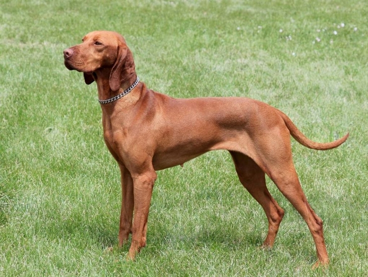 Rövidszőrű magyar vizsla
